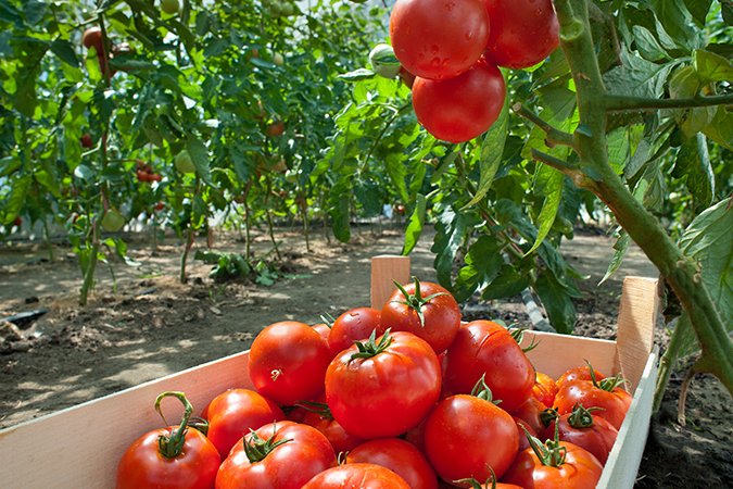best soil additives for vegetable garden tomatoes