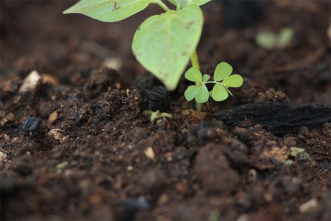 best root stimulator for plants soil