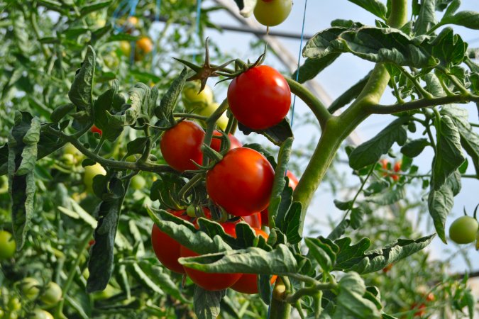 where to buy nutrients for hydroponics tomatoes