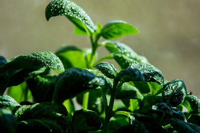fertilizing vegetables organically full grown plant