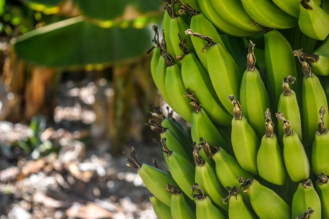 banana fertilizer crops