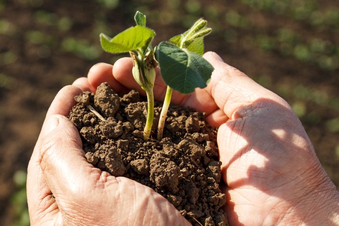 fertilizing vegetables organically hands